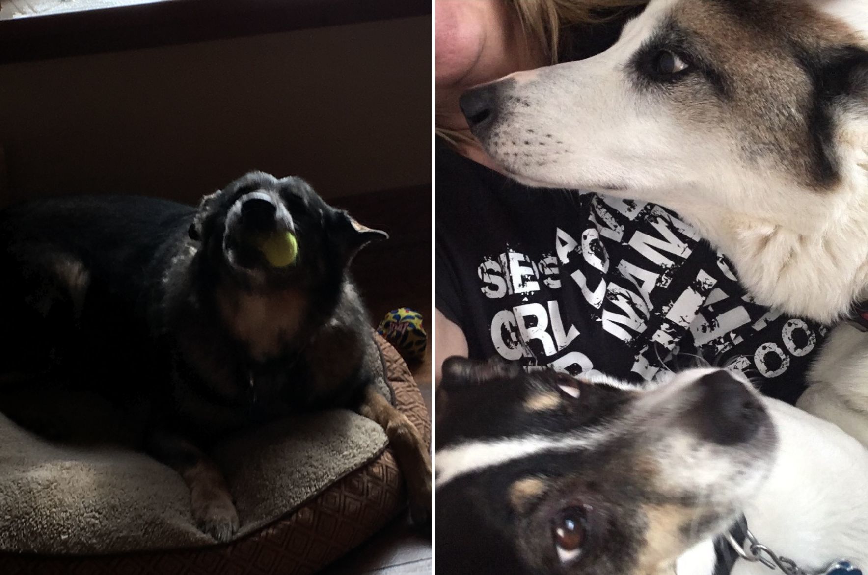 Pets